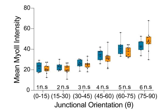 Open access visualization of Box Plot, Scatter Plot, Junctional MyoII intensities, Distribution