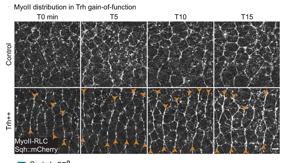 Open access visualization of Microscopy, MyoII, Trh gain-of-function, Control, Hyper-polarization