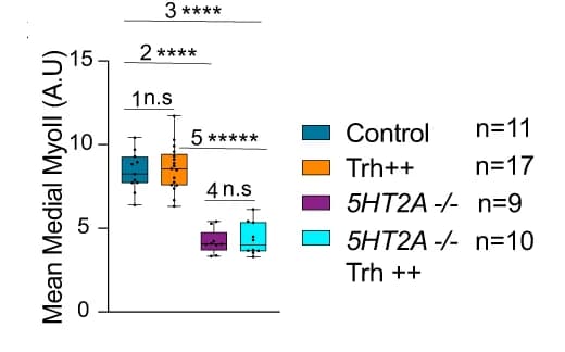 Open access visualization of Box Plot, Scatter Plot, Medial MyoII