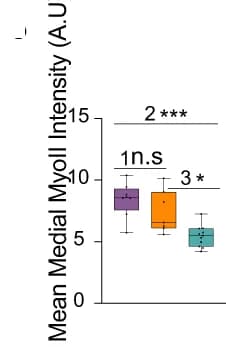 Open access visualization of Box Plot, Medial MyoII, Genotypes, Box plots, Embryos