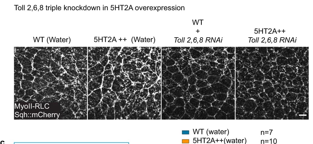 Open access visualization of Microscopy, 5HT2A, Toll-2,6,8, MyoII, Water Injected Wild Type
