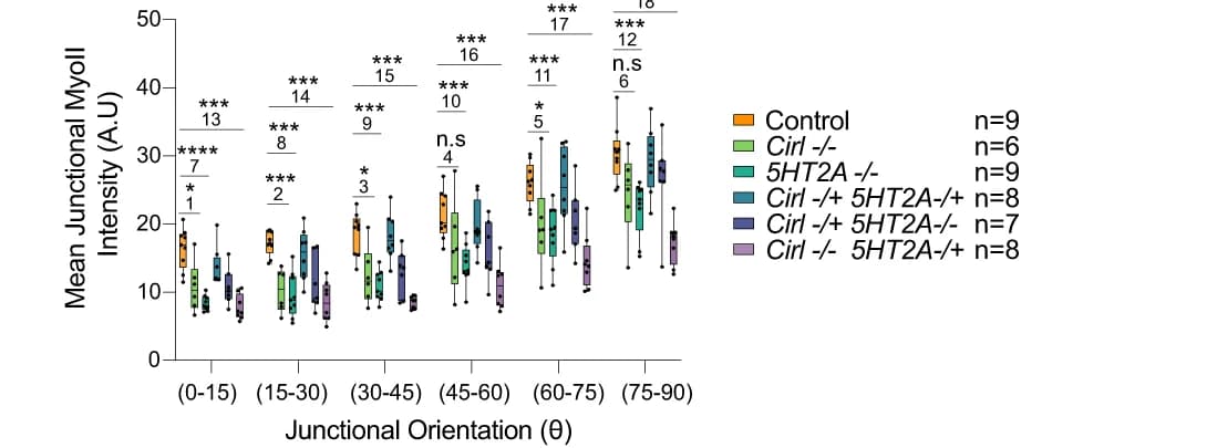 Open access visualization of Box Plot, Scatter Plot, Junctional MyoII, Genotypes
