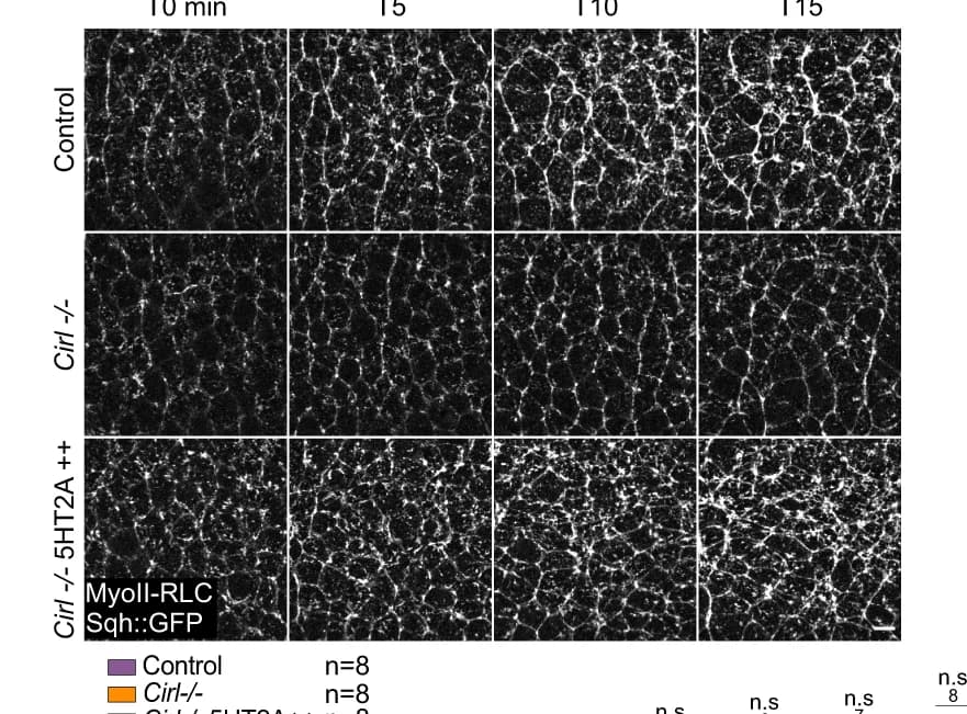 Open access visualization of Microscopy, 5HT2A, Cirl, MyoII, Control