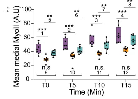 Open access visualization of Box Plot, Scatter Plot, Medial MyoII, Genotypes, Embryos