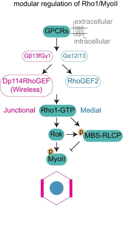 Open access visualization of Flowchart, GPCR, Rho1, MyoII, Signaling Modules
