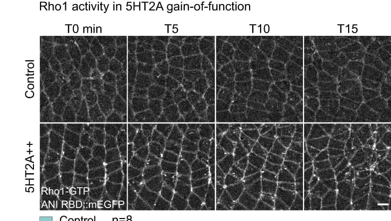 Open access visualization of Microscopy, Rho1 activity, 5HT2A, Rho1-GTP, Control