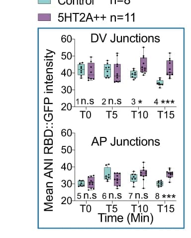 Open access visualization of Box Plot, Scatter Plot, Rho1-GTP sensor signal, DV junctions, AP junctions
