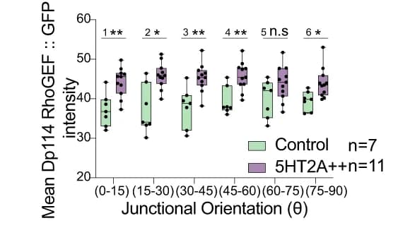 Open access visualization of Box Plot, Scatter Plot, Dp114RhoGEF, 5HT2A, Control