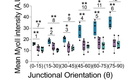 Open access visualization of Box Plot, Scatter Plot, Junctional MyoII intensities, Quantification