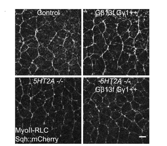 Open access visualization of Microscopy, Gβ13f/Gγ1, 5HT2A, MyoII, Control