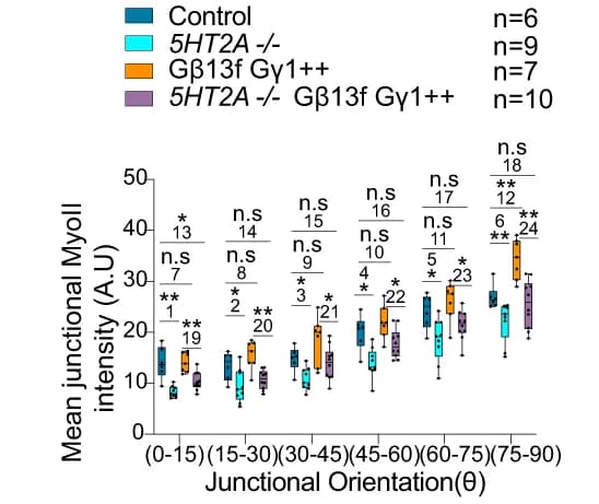 Open access visualization of Box Plot, Scatter Plot, Junctional MyoII, Quantification
