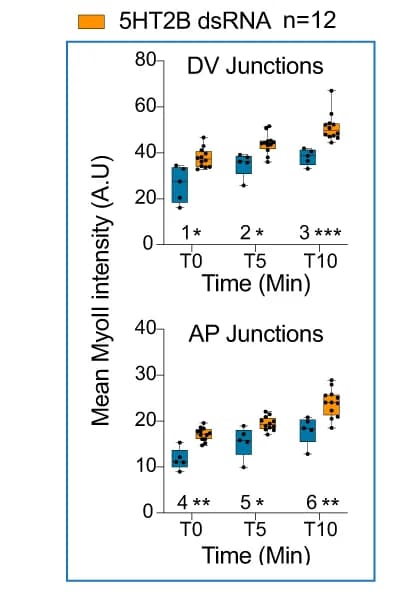Open access visualization of Box Plot, Scatter Plot, MyoII, DV Junctions, AP Junctions