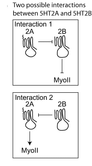Open access visualization of Workflow, Flowchart, Illustration, 5HT2A, 5HT2B