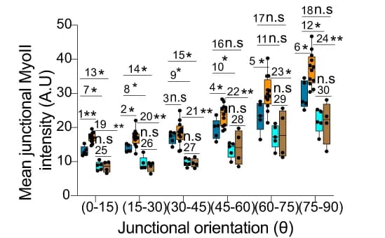 Open access visualization of Box Plot, Scatter Plot, Junctional MyoII, Intensity, Quantification