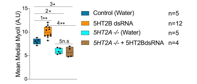 Open access visualization of Box Plot, Scatter Plot, Medial MyoII, Intensity, Quantification
