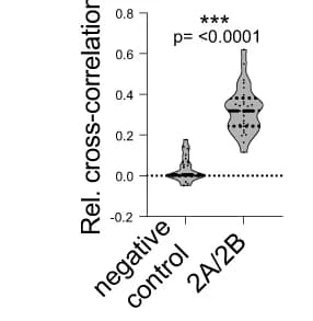 Open access visualization of Violin Plot, Cross-correlation, Negative Control, 5HT2A::mNeonGreen, 5HT2B::mCherry