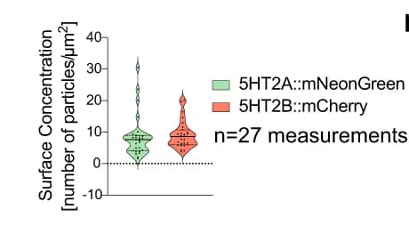 Open access visualization of Violin Plot, Surface Concentration, 5HT2A::mNeonGreen, 5HT2B::mCherry, Quantification