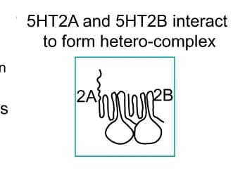 Open access visualization of Illustration, 5HT2A, 5HT2B, Interaction, Schematic