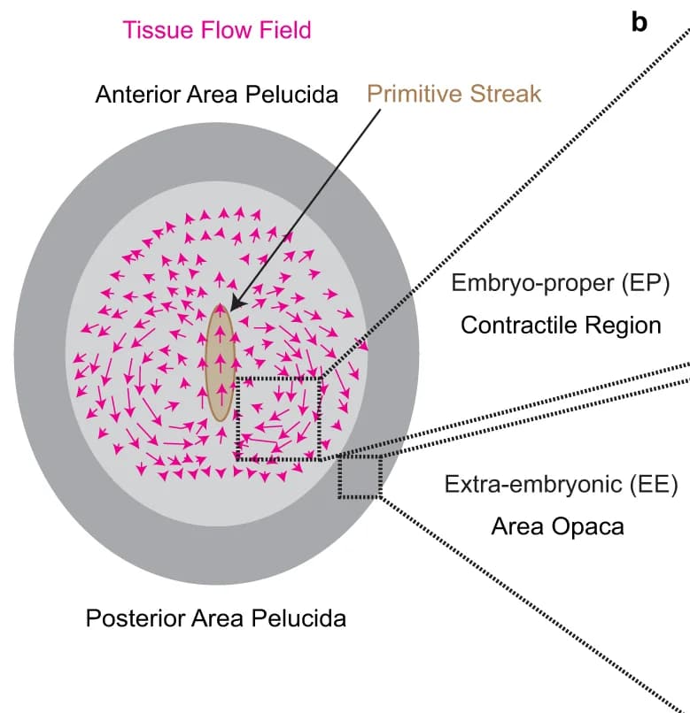 Open access visualization of Illustration, Chick embryo, Gastrulation