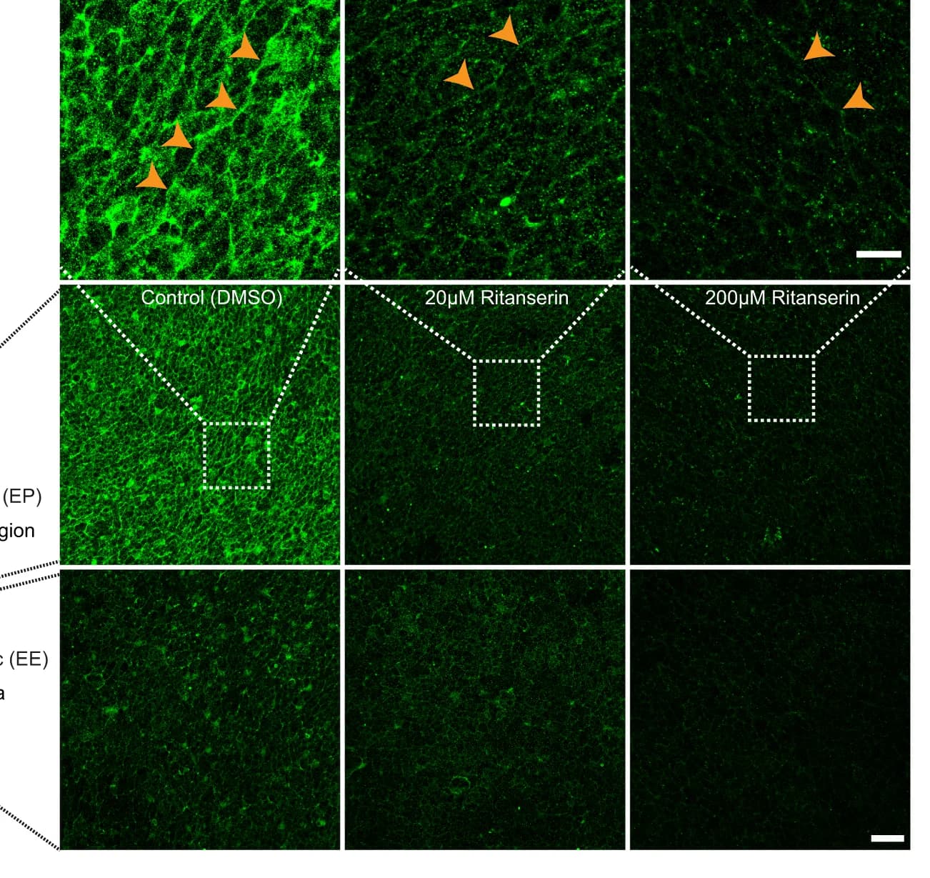 Open access visualization of Microscopy, phospho-MyoII, Embryo, DMSO, Ritanserin