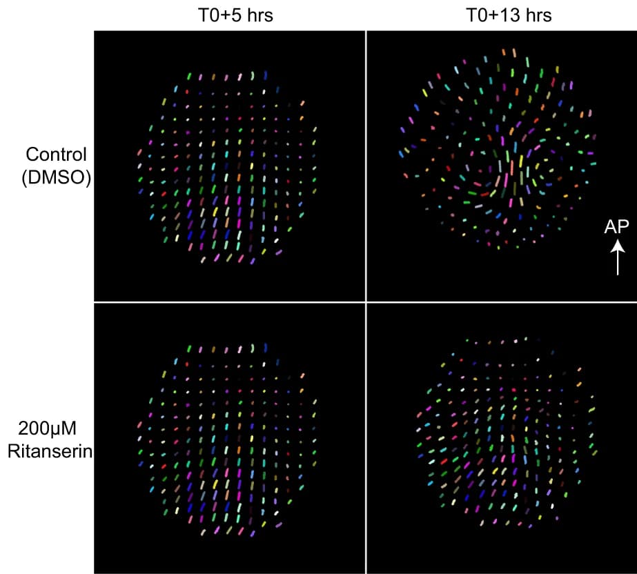 Open access visualization of Scatter Plot, Particle Image Velocimetry, PIV, Embryos, Tissue flow