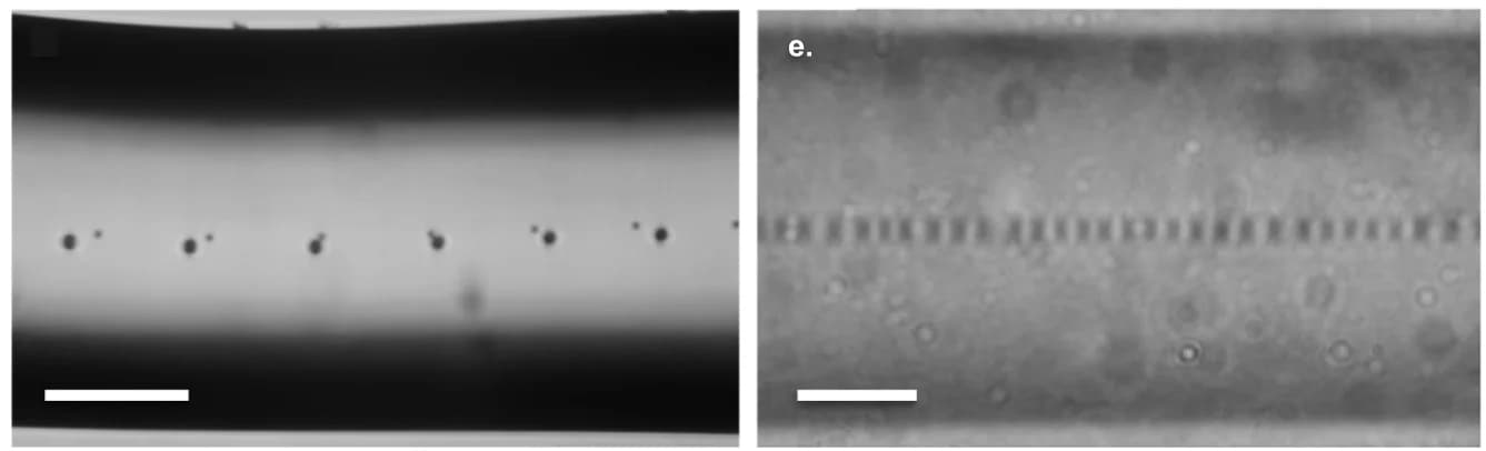 Open access visualization of Microscopy, Photo, Phase Breakup, Dual-Core Fiber, Fiber Cores