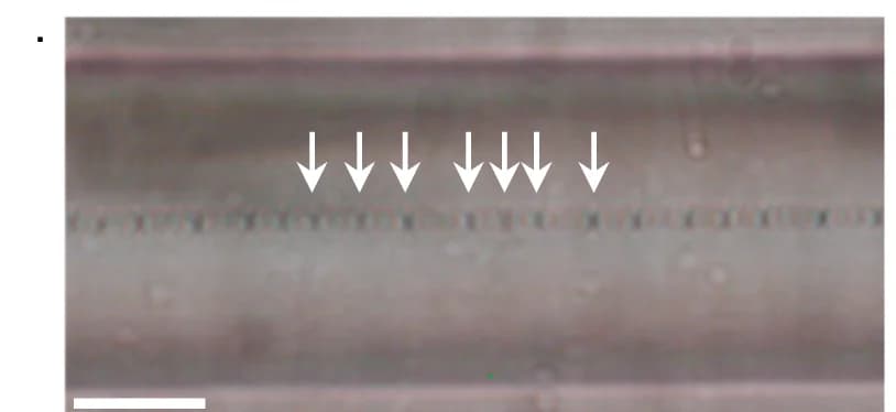 Open access visualization of Microscopy, Fiber breakup, Optical micrograph, Quasiperiodic beat
