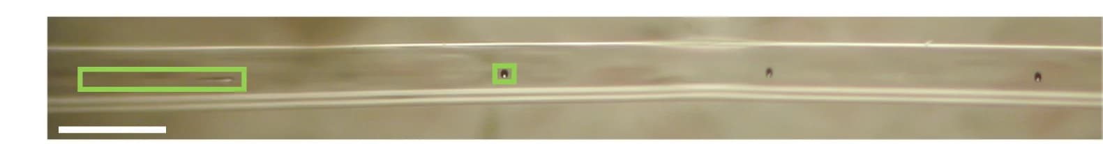 Open access visualization of Microscopy, Predictable AVG breakup, Optical micrograph, Fiber breakup