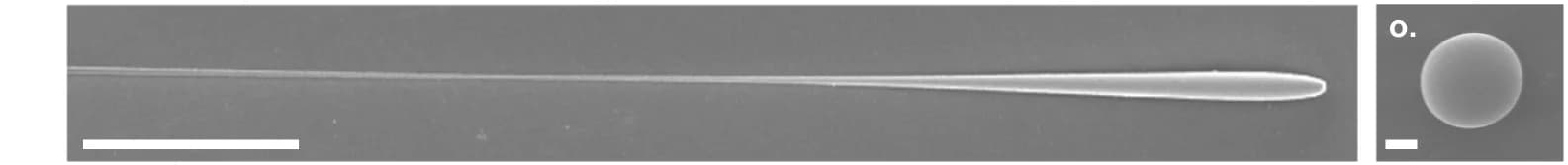 Open access visualization of Microscopy, Droplet formation, SEM micrograph, Core section