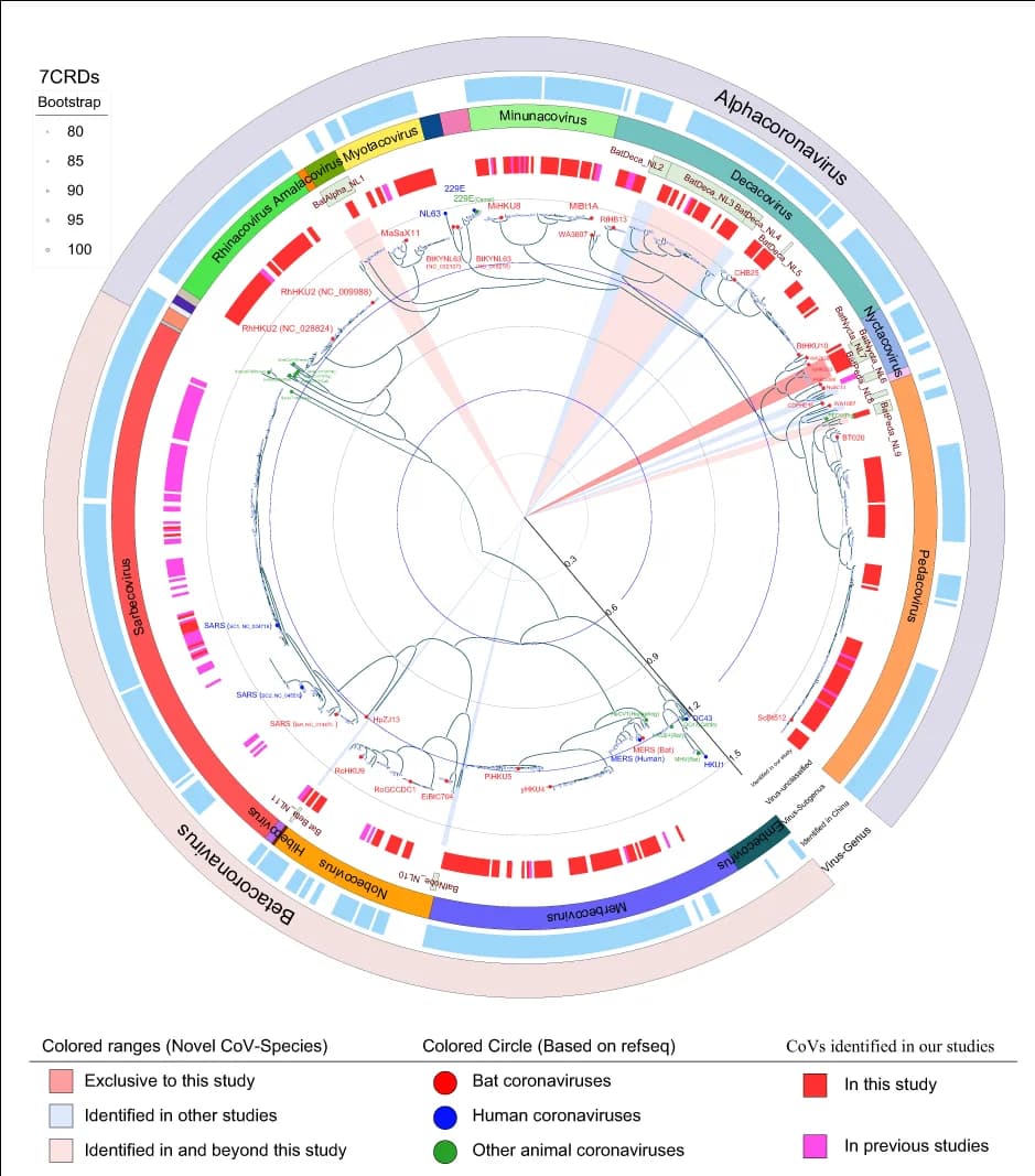 Open access visualization of Network, Phylogenetic Tree, Maximum Likelihood, Coronavirus, CoV