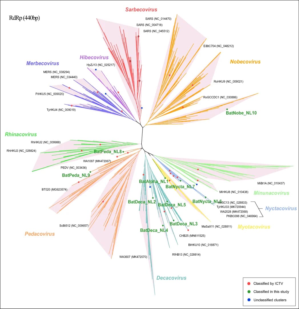 Open access visualization of Network, Phylogenetic Tree, RdRp Gene, Subgenera, Nucleotide Sequence