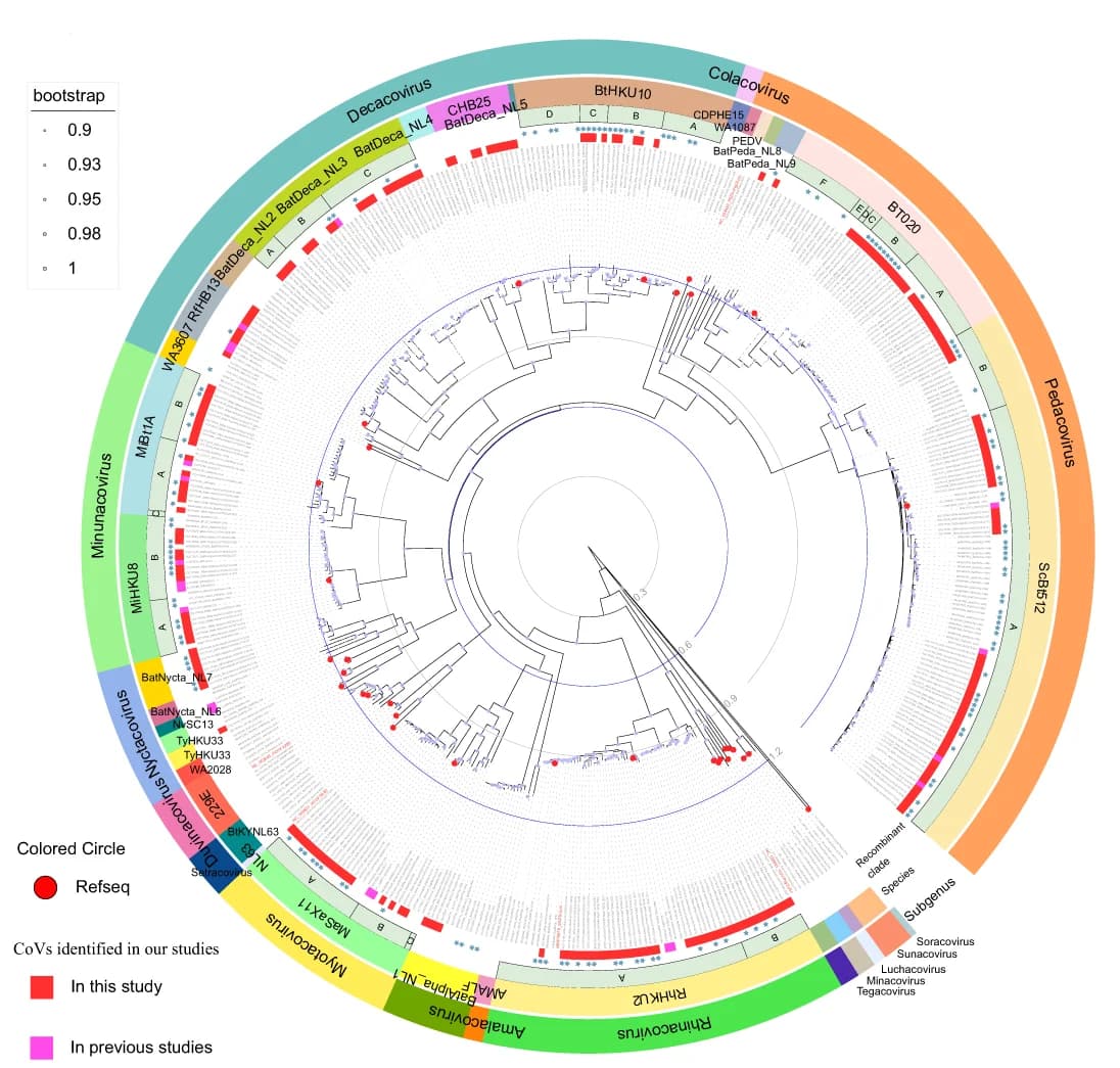 Open access visualization of Network, Phylogenetic Tree, ORF1ab, Maximum Likelihood, Recombinant Sequences