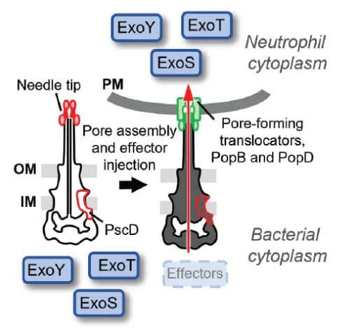 Open access visualization of Workflow, Illustration, P. aeruginosa, Type III Secretion System, Bacterial Cell Envelope