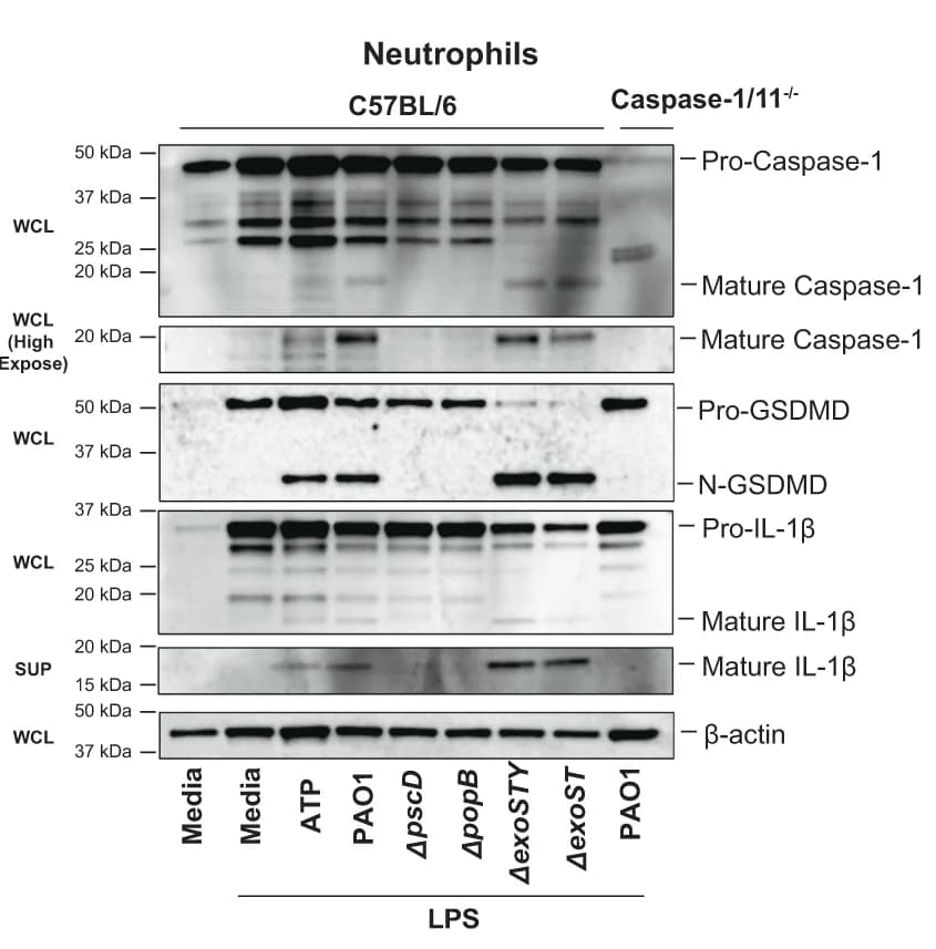 Open access visualization of Gel, Caspase-1, GSDMD, IL-1β, Cell Lysates