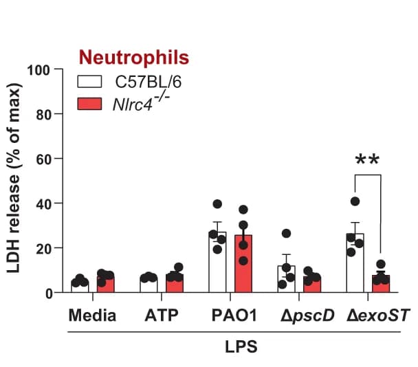Open access visualization of Bar Plot, Error Bars, Clustered, LDH release, Bone Marrow Neutrophils