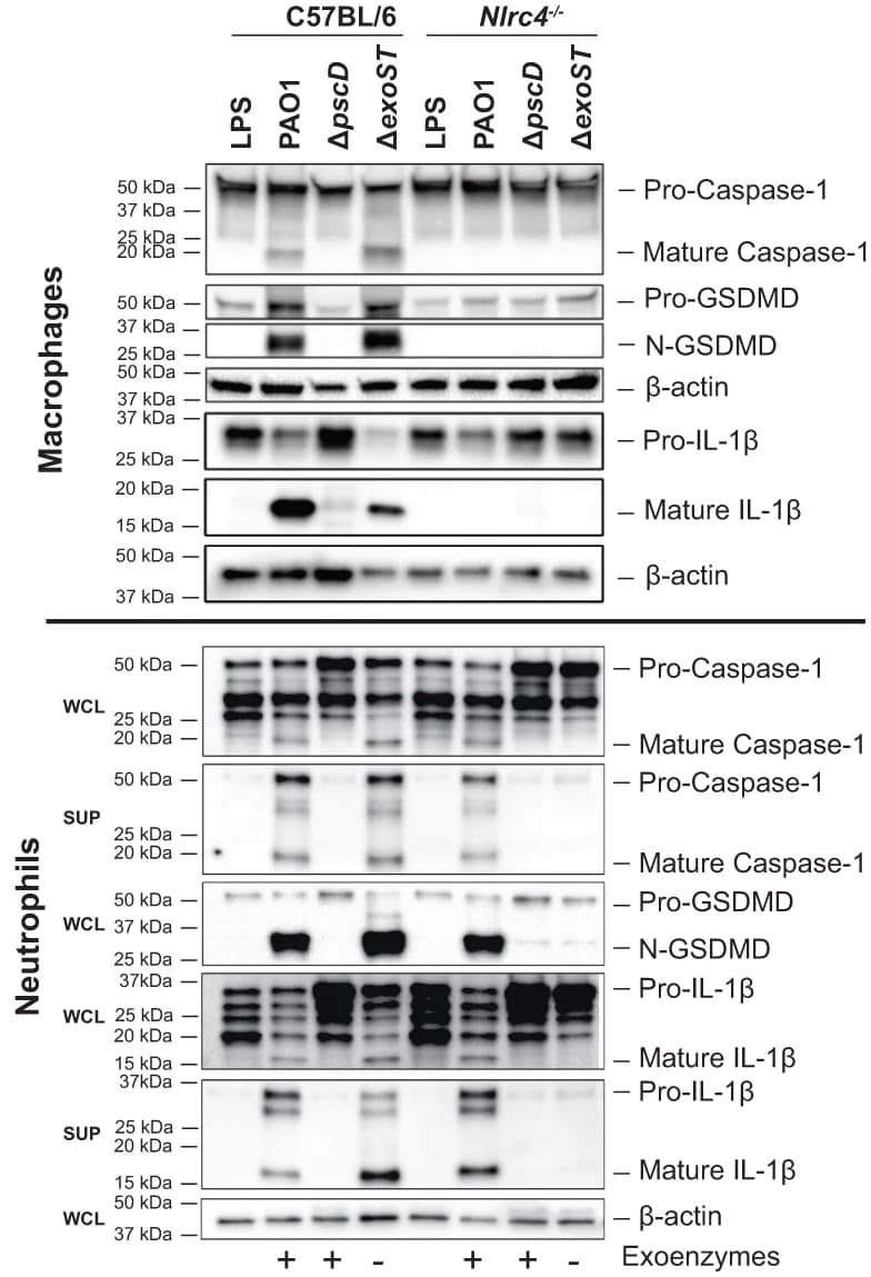 Open access visualization of Gel, Caspase-1, GSDMD, IL-1 cleavage, Macrophages