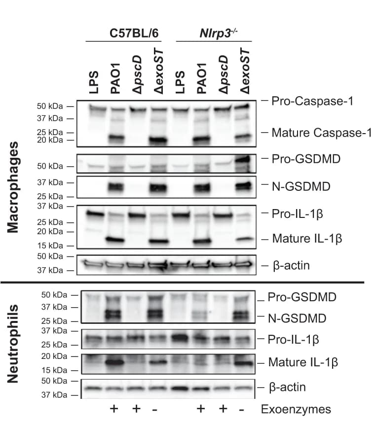 Open access visualization of Gel, GSDMD Cleavage, IL-1 Cleavage, Western Blot, Macrophages