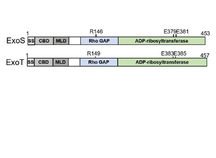 Open access visualization of Illustration, GTPase, ADP Ribosyltransferase, ExoS, ExoT