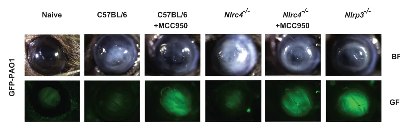 Open access visualization of Microscopy, Photo, Cornea, Mice, GFP