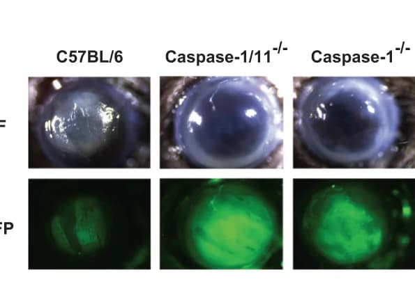 Open access visualization of Microscopy, Photo, Cornea, Mice