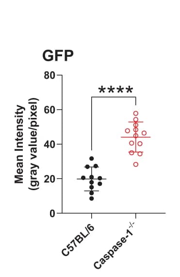 Open access visualization of Scatter Plot, Error Bars, GFP, PAO1, Mice