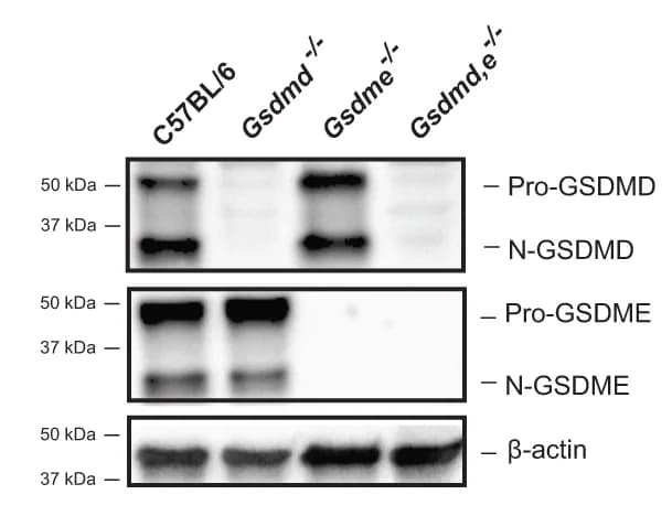 Open access visualization of Gel, PAO1, Cornea, GSDMD, GSDME