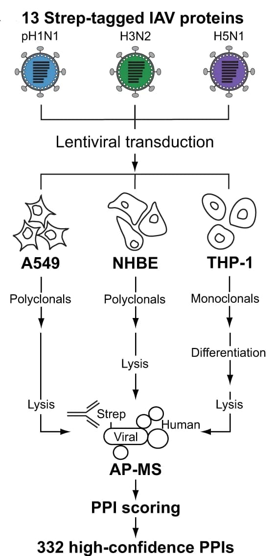 Open access visualization of Workflow, Flowchart, AP-MS, Lentivirus, Cell Lines