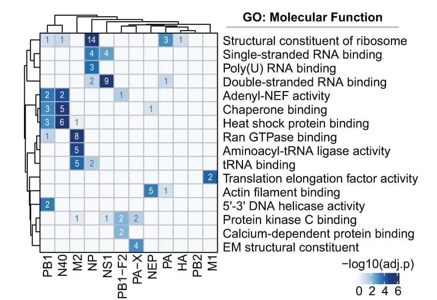 Open access visualization of Heatmap, Clustered, Gene Ontology, Molecular Function, Human Interacting Proteins