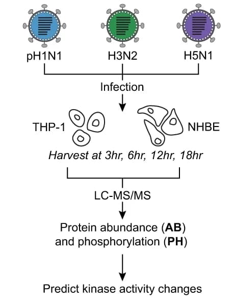 Open access visualization of Workflow, Flowchart, Illustration, Proteomic profiling, Protein abundance