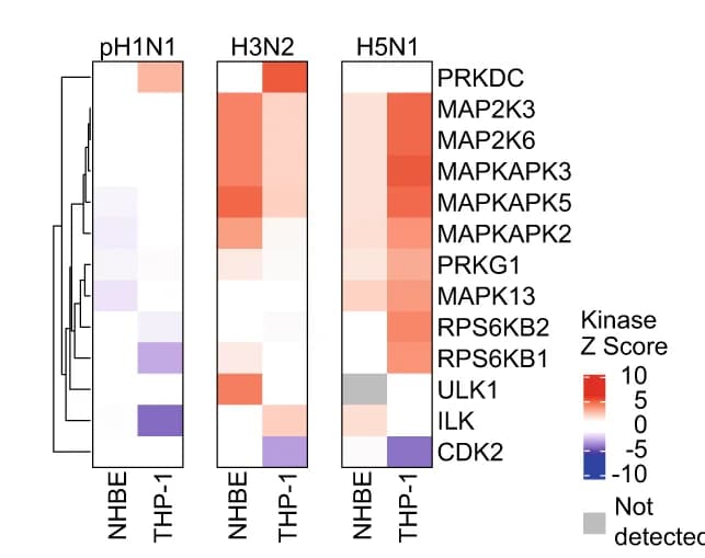 Open access visualization of Heatmap, Clustered, Kinase activity, Kinase Z score, IAV infection