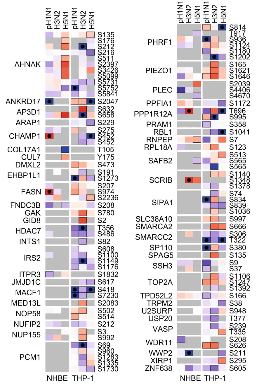 Open access visualization of Heatmap, PH, Phosphorylated Proteins, pLOF Variants, IAV Infection