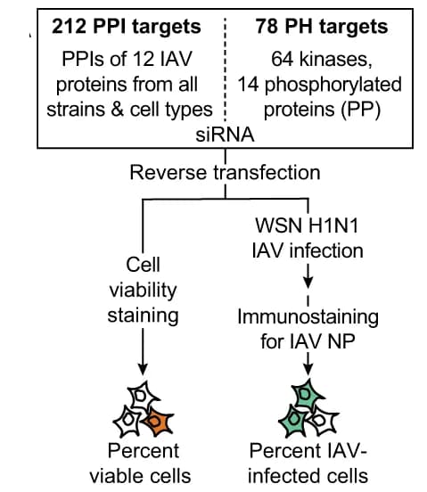 Open access visualization of Workflow, Flowchart, siRNA screen, A549 cells, Influenza A