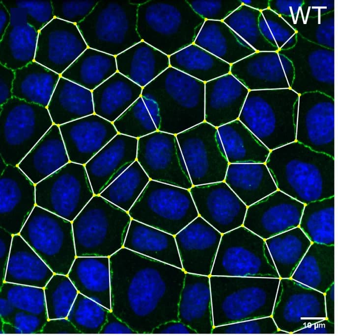 Open access visualization of Microscopy, Network, Confocal Image, MDCK-II WT Monolayers, E-cad KO Monolayers