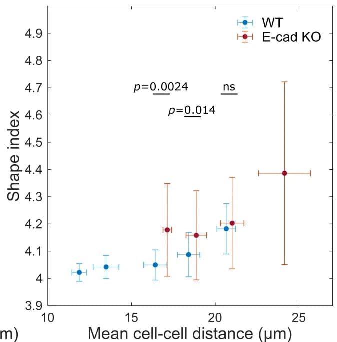 Open access visualization of Scatter Plot, Error Bars, Shape Index, Cell-Cell Distance, Standard Deviation